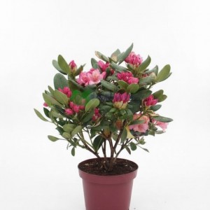 Komar (Orman Gülü) Fidanı | Deli Balı Çiçeği Fidanı | Kaçkar Doğal Tür