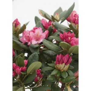 Komar (Orman Gülü) Fidanı | Deli Balı Çiçeği Fidanı | Kaçkar Doğal Tür