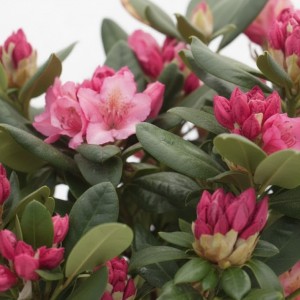 Komar (Orman Gülü) Fidanı | Deli Balı Çiçeği Fidanı | Kaçkar Doğal Tür