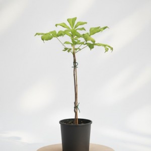 Kestane Fidanı | Kaçkar Dağları Doğal Türü | Dayanıklı ve Verimli