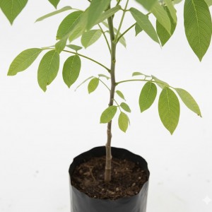 Kaçkar Ceviz Fidanı 50–60 cm – Yerli ve Verimli Ceviz Fidesi | Yaylaya