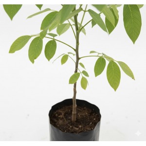 Kaçkar Ceviz Fidanı 50–60 cm – Yerli ve Verimli Ceviz Fidesi | Yaylaya