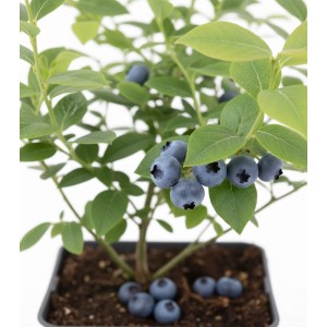 Yaban Mersini Fidanı (Likapa) – Canlı ve Verimli Fide Satın Al | Yaylaya