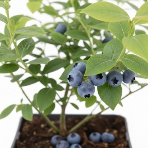 Yaban Mersini Fidanı (Likapa) – Canlı ve Verimli Fide Satın Al | Yaylaya