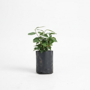 Siyah Çay Fidanı 10–15 cm – Karadeniz Çay Fidesi Satın Al | Yaylaya