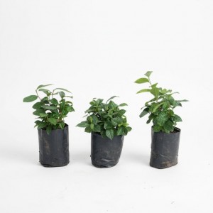 Siyah Çay Fidanı 10–15 cm – Karadeniz Çay Fidesi Satın Al | Yaylaya